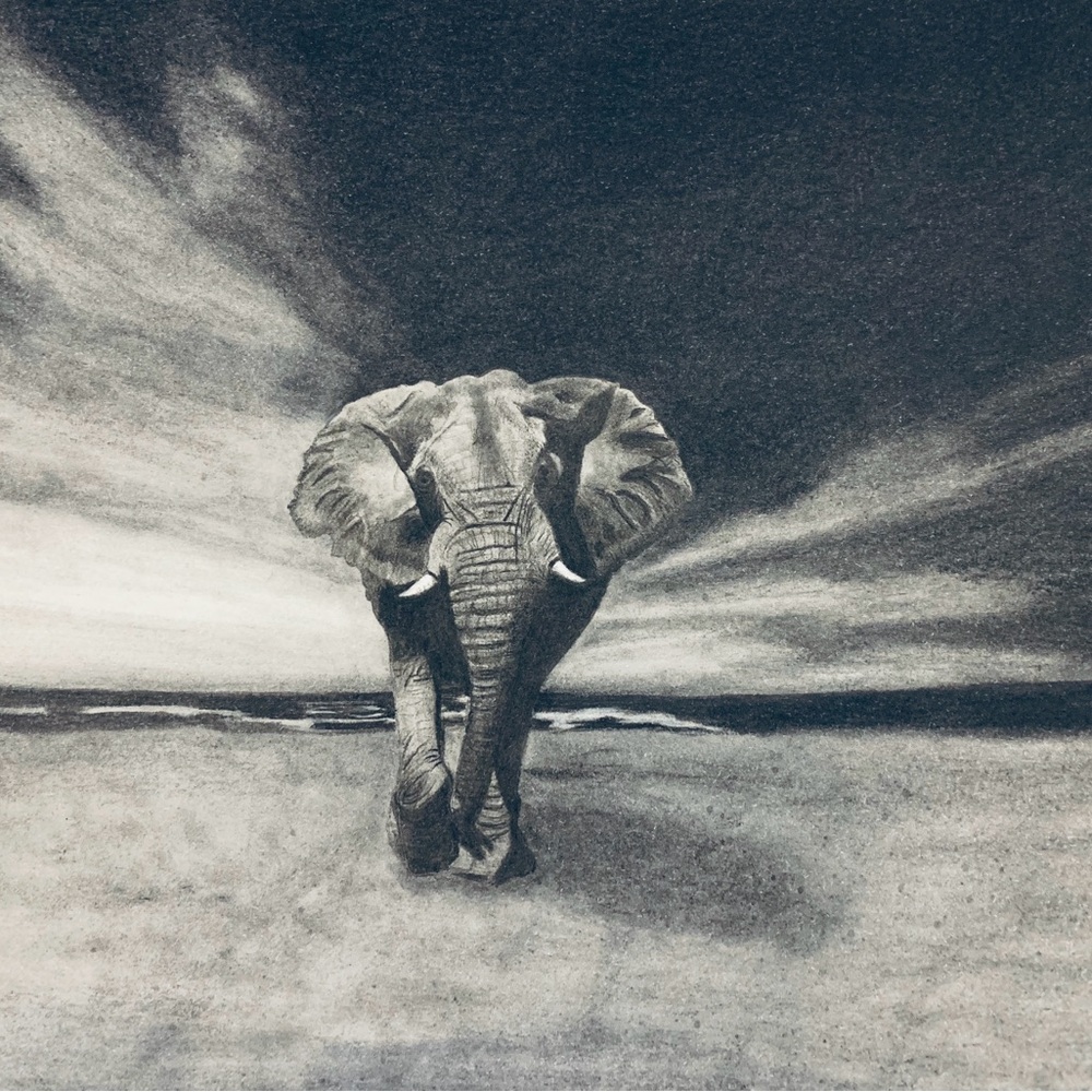 Charcoal/graphite print drawn by SW FL artist. Original also available $200.